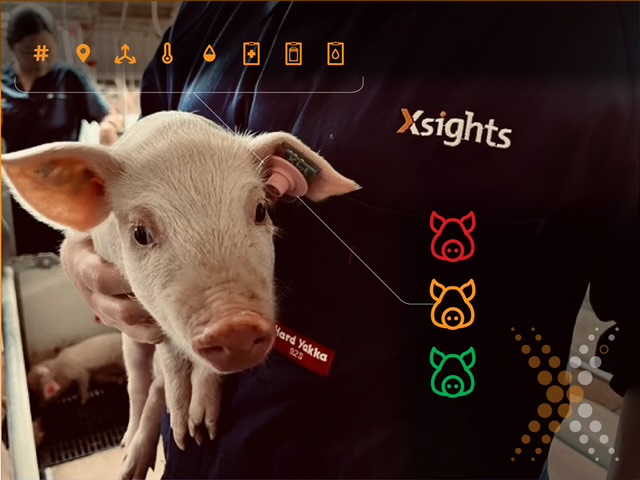 Xsights Digital's XIoT Tag tracks pigs welfare